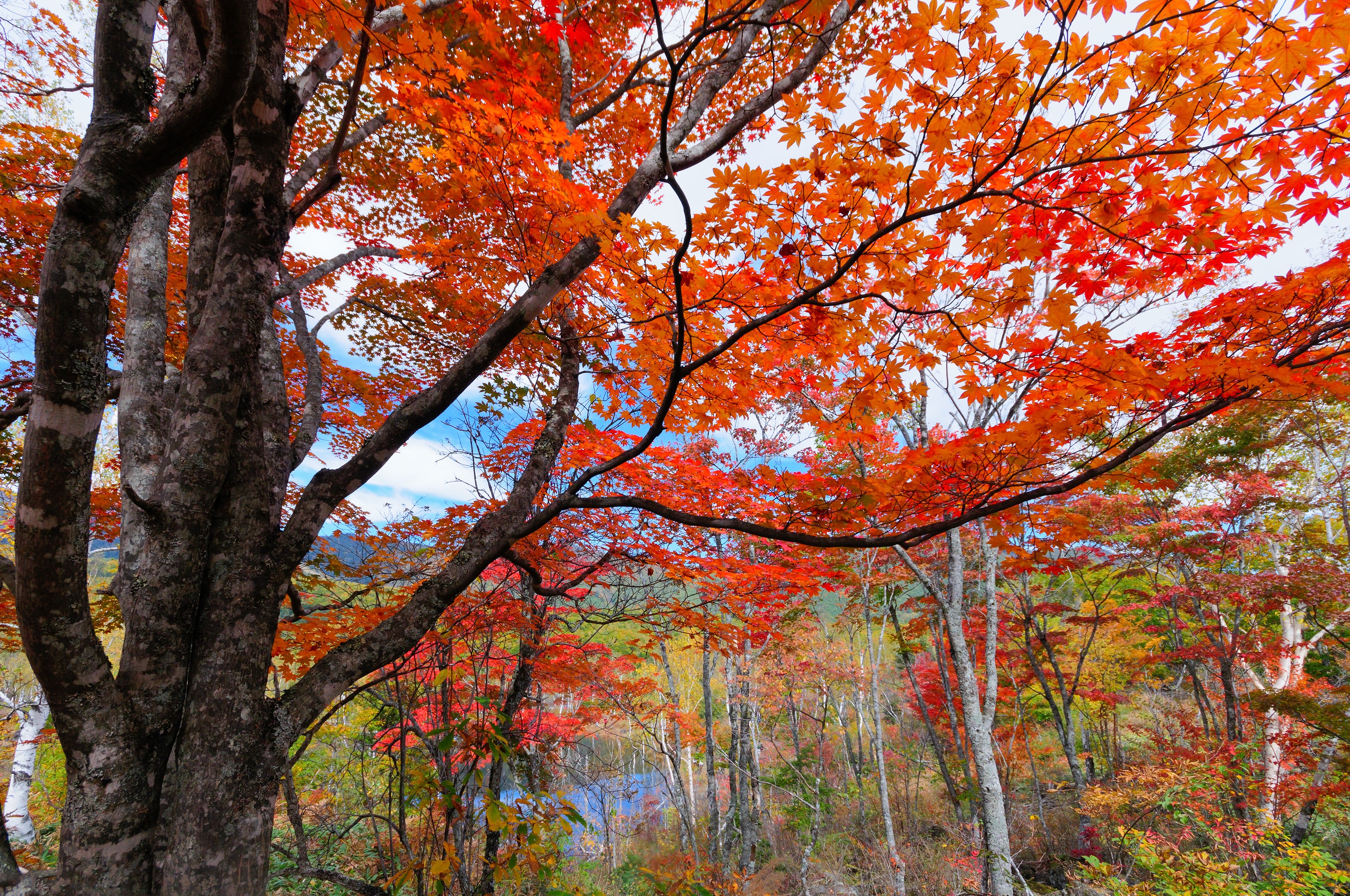 Fall